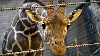 Marius the giraffe killed at Copenhagen zoo publicly fed to the Lions warning GRAPHIC content