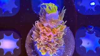 Shipping Rare Corals Like a Pro: Step-by-Step Instructions