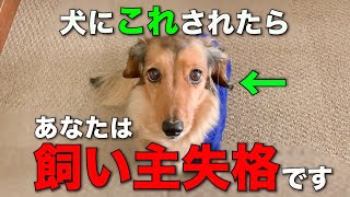 犬に飼い主として失格だと思われている人の特徴5選【徹底解説】