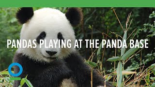 Pandas Playing at the Panda Base  - Conservation International (CI)