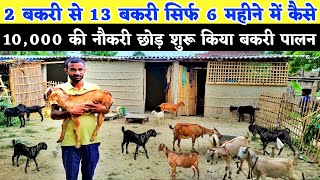 सुधा डेरी की नौकरी छोड़ शुरू किया बकरी पालन | Desi goat farm tour | Bakri palan