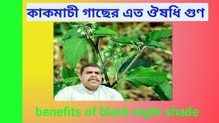 কাকমাছি গাছের এত গুণ benefits of Black night shade