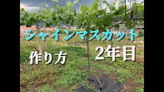 シャインマスカット  2年目の若木の作り方　一文字短梢