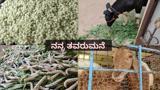 ನನ್ನ ತವರುಮನೆಯಲ್ಲಿ ಕೆಲಸಗಳು/village lifestyle/my lifestyle in kannada.