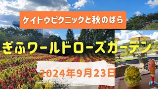 【風景と自然】ケイトウピクニック、秋バラ　 ぎふワールドローズガーデン  Celosia picnic, autumn roses, cranesbill at Gifu Wolrdrosegaden