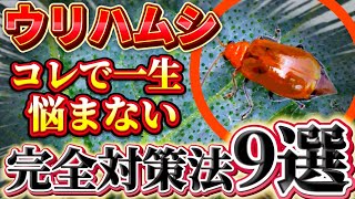 [Cucumber beetles] Don't worry about them for the rest of your life! Here's how to reduce damage ...