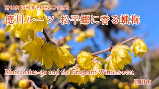 徳川家のルーツ 松平氏発祥の地「松平郷」に香るロウバイ （豊田市）（4K） - Matsudaira-go and the Fragrant Wintersweet -