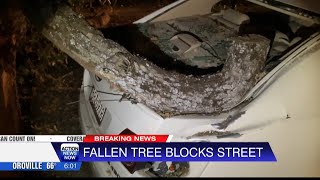 Tree crashes down, blocking Chico street and damaging several cars