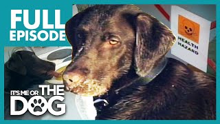 The Filthy Chocolate Lab: Teo | Full Episode | It's Me or the Dog