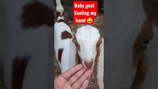 beautiful goat kid eating my hand |Mashallah | khubsurat bakri ka bacha |animals lover point #shorts