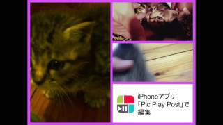 動画編集アプリ PicPlayPostを使用 iPhoneで制作