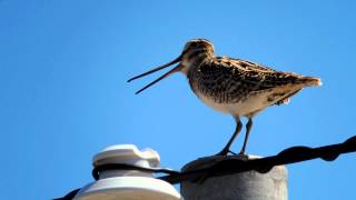 オオジシギ 囀り　鳴き声　Latham's Snipe