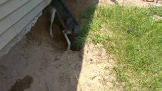 Devana the Saluki digging