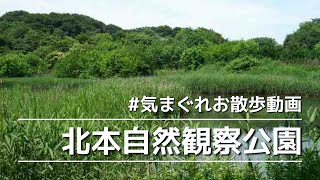 気まぐれお散歩動画 北本自然観察公園