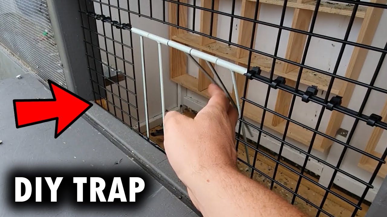 Homemade Pigeon Trap Plans Homemade Ftempo