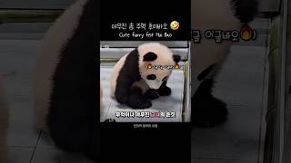 야무진 솜 주먹 후이바오 Cute furry fist Hui Bao #푸바오 #판다 #힐링 #동물 #귀여운  #사랑스러운 #fubao #panda #cute