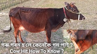 গৰু গৰম হ'লে কেনেকৈ গম পাই ? Cow Hit How To Know ?