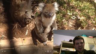 crazy koala gets knocked down a tree and cries