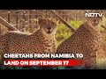 Cheetah Set To Return To India After 70 Years