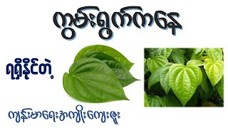 ကွမ်းရွက် ရဲ့အကျိုးအာနိသင် ( ၂၉ ) မျိုး   I  Health Benefits of Betel Leaf