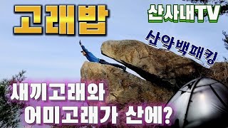 산 위에서 어미고래와 새끼고래가 울부짖는 산