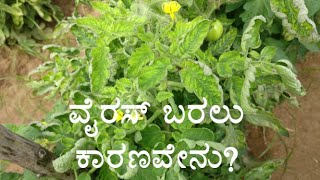 ಜೆಮಿನಿ ವೈರಸ್ ಹರಡುವುದಕ್ಕೆ ನಿಜವಾದ ಕಾರಣ ಯಾವುದು? | Kannada | What is the real cause of Geminivirus?