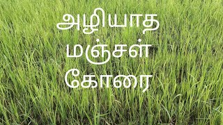 சம்பா தாளடி:: 22வாரம் ;4 அழியா களையும் அடியுரமும்