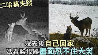 二哈搞失蹤,幾天後狗狗自己回家,媽媽看了監視器畫面忍不住大笑