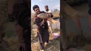 #That's amazing power of rohu fish // rohu  fish  #fishing