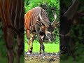 Safari Adventures: Bongo's Secretive Spots Uncovered #shortvideo #shorts #buzzbilt