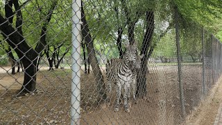 Bharakahu Malpur to f8 Markaz then E11 Islamabad Tour of Zoo ( Present in Expressway Road)