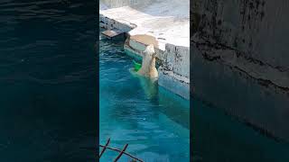 【立ったら顔が出ます】ホウちゃん　プールの水位は普通ぐらい　天王寺動物園のホッキョクグマ　23.3.9 1119