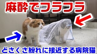 麻酔後フラフラ状態のリキちゃんを狙って近寄る病院猫☆二匹の温度差ｗ☆麻酔が効くまでは結構キツイ映像です・・泣☆抜歯手術【リキちゃんねる・猫動画】Cat video　キジ白猫のいる暮らし