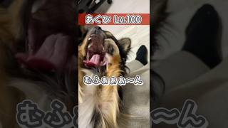 チワワのあくび集めました#チワワ #犬のいる生活 #chihuahua #可愛い #愛犬 #癒し