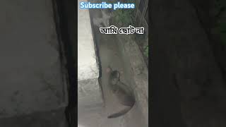 ছোট মরিচের ঝাল অনেক বেশি     cute cats are playing 🥰💜🥰💜🥰💜 #cutecat #cute #cuteanimal