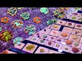 Ep. 6: Aquacultured Favia & Favites | Aussie & Indo Trachy | Indo Zoanthids | Eye Catching Coral