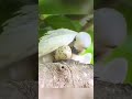 White Terns' Unique Egg-Laying Habit #shorts