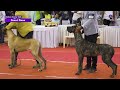 Madurai Canine Club Dog Show - Great Dane