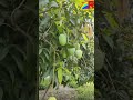 ল্যাংড়া আমের ইতিহাস ।। history of langra mango ।। mango