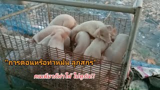 การตอนหรือทำหมัน ลูกสุกร@ปรวรรต ชาแนล