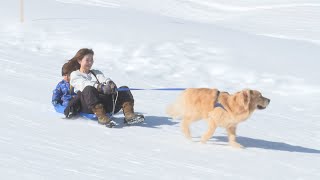 利用者減の中…スキー場の集客アイデア「愛犬と滑走\u00261日100人限定」　チケット販売は昨季の2倍ペース「プライベートゲレンデのようだ」と評判