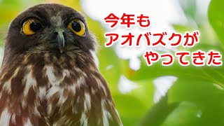 【4K】神社にようやくきたアオバズク