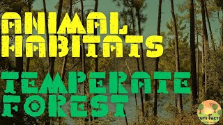 Temperate Forest Habitats for Kids - Home of Deer, Rabbits, and Squirrels