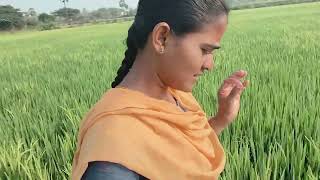 ఈ రకం సీడ్స్ పెట్టడం వల్ల ఈ విధంగా వుంది🌾🌾