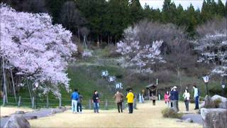 臥龍桜