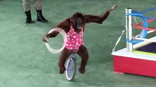 Monkeys Show - Monkey 🐵 Riding Bicycle and Rotate the Wheels 🚲