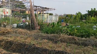 [狐狸菜園] 有機生菜盆栽種又開始啦 超大條的蘋果絲瓜  甜蘿蔓 彩虹玉米 高麗菜 小白菜 芥藍菜 絲瓜