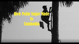 How Palm Sugar Made in Cambodia/តើស្ករត្នោតផលិតនៅប្រទេសកម្ពុជាយ៉ាងដូចម្តេច