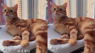 摆烂，算不算自律？#阿福是只橘猫 #橘猫