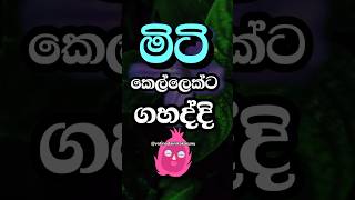 මිටි කෙල්ලන්ගෙ මරු😍 #shorts #education